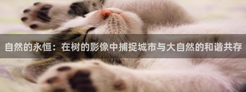 新宝gg怎么样:自然的永恒:在树的影像中捕捉城市与大自然的和谐共存